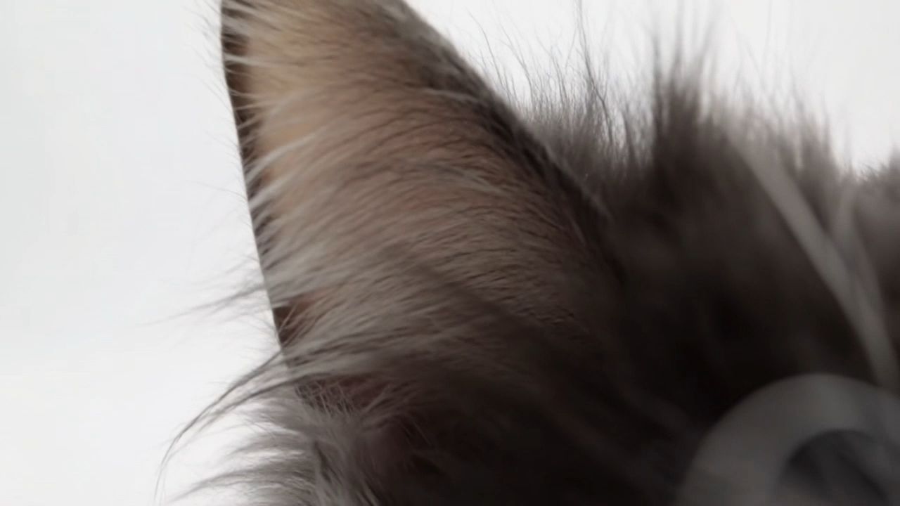 视频缩略图